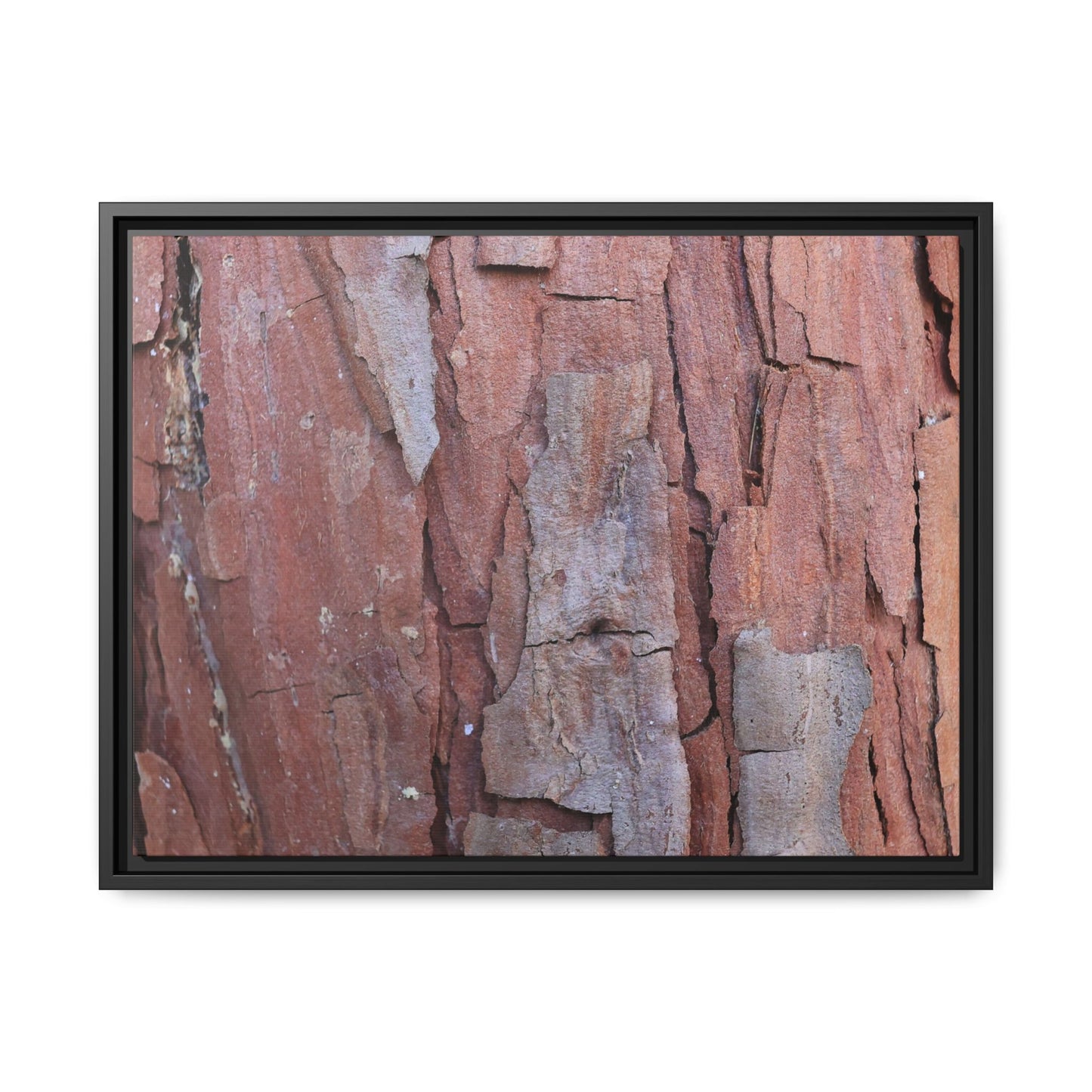 Peeling Bark - Unique Stretched Canvas Wall Art - Art By Earth