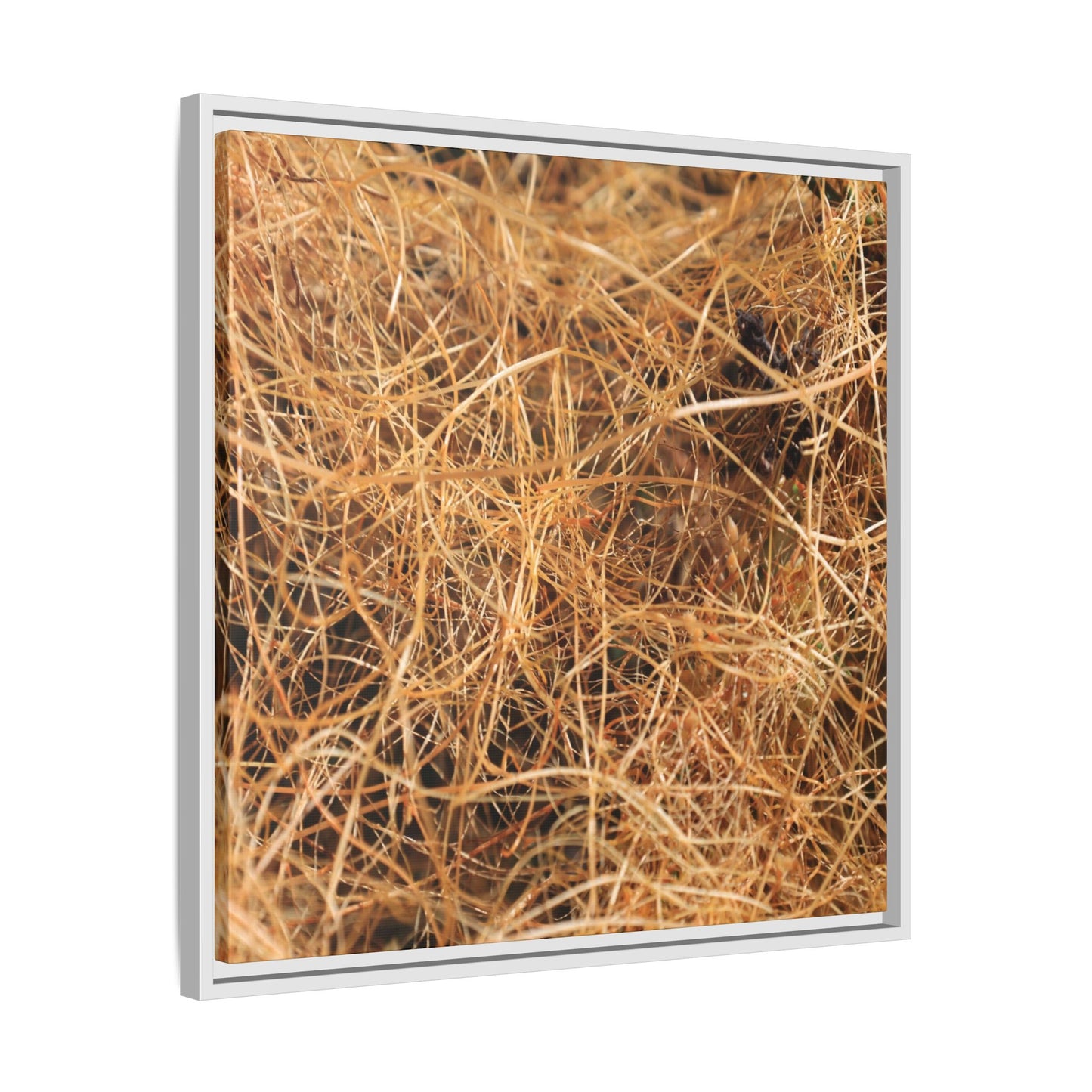 Dried Grass - Unique Stretched Canvas Wall Art - Art By Earth