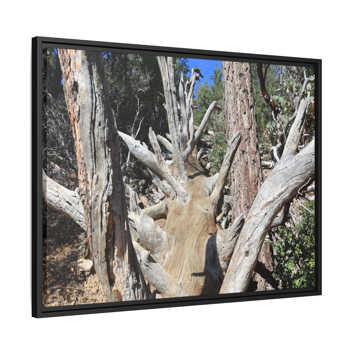 Forest Sentinels - Unique Stretched Canvas Wall Art