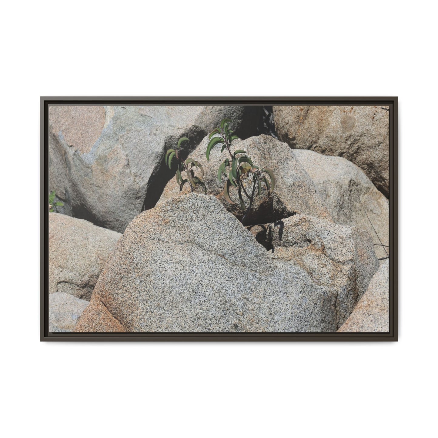 Desert Plant Thriving Among Rocks - Unique Stretched Canvas Wall Art