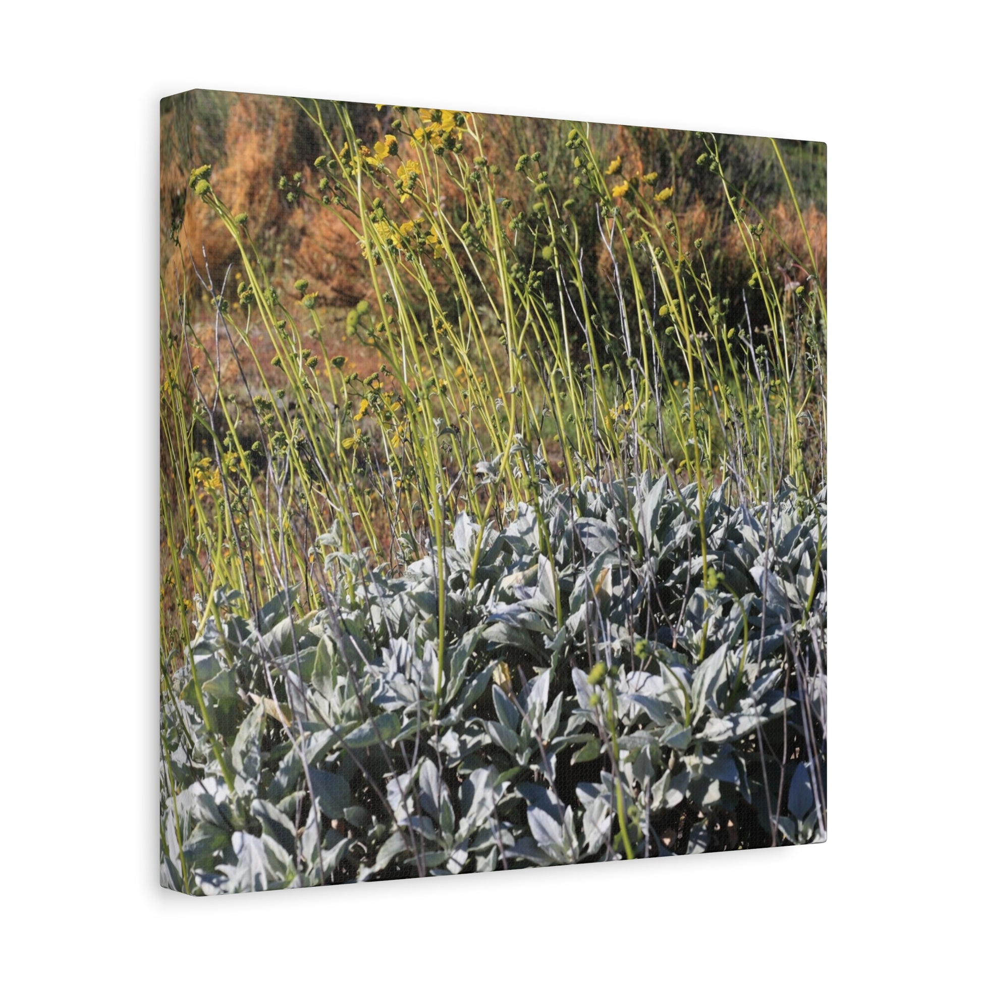 Desert Wildflowers in Bloom - Unique Frameless Canvas Wall Art - Art By Earth