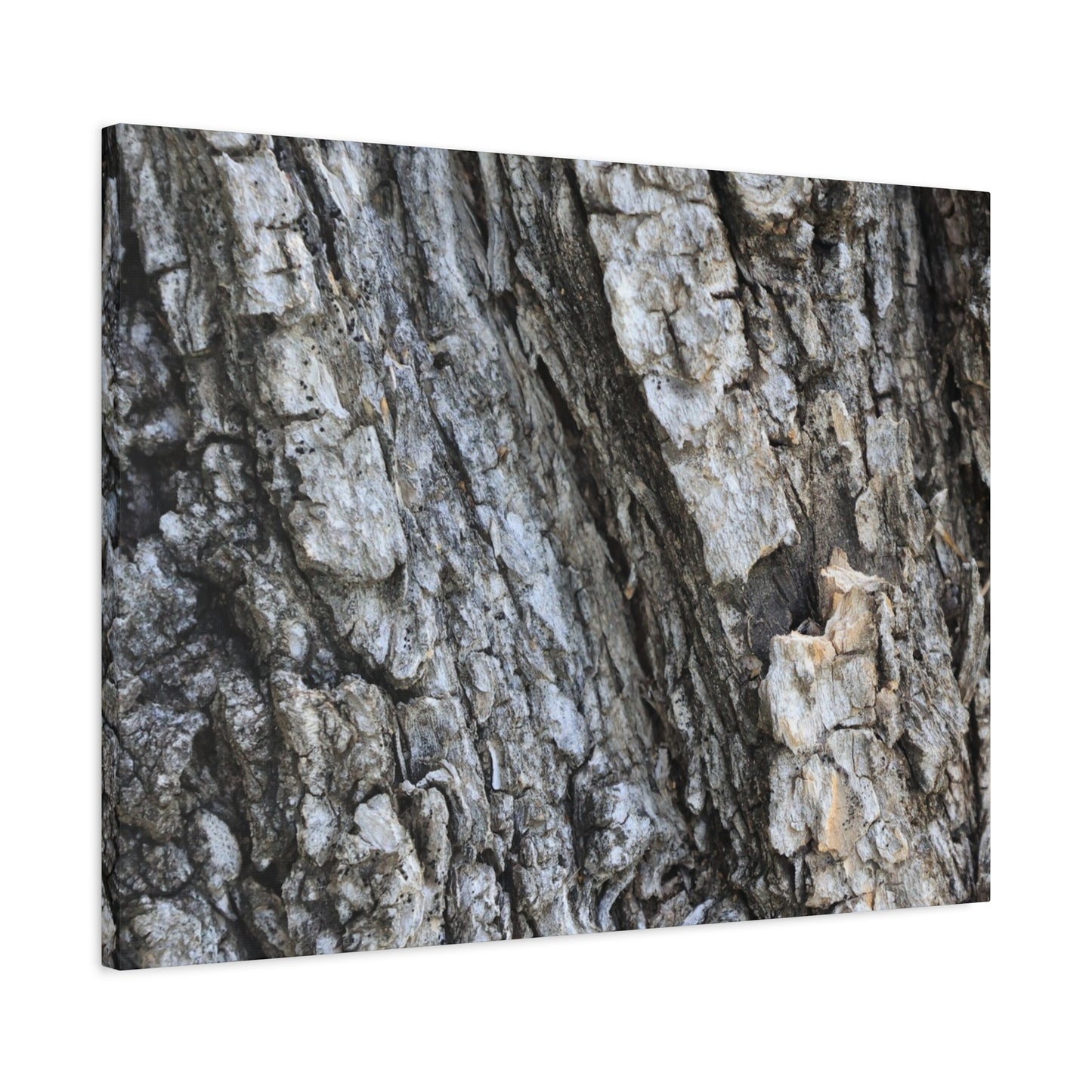 Nature's Rough Embrace - Unique Frameless Canvas Wall Art - Art By Earth