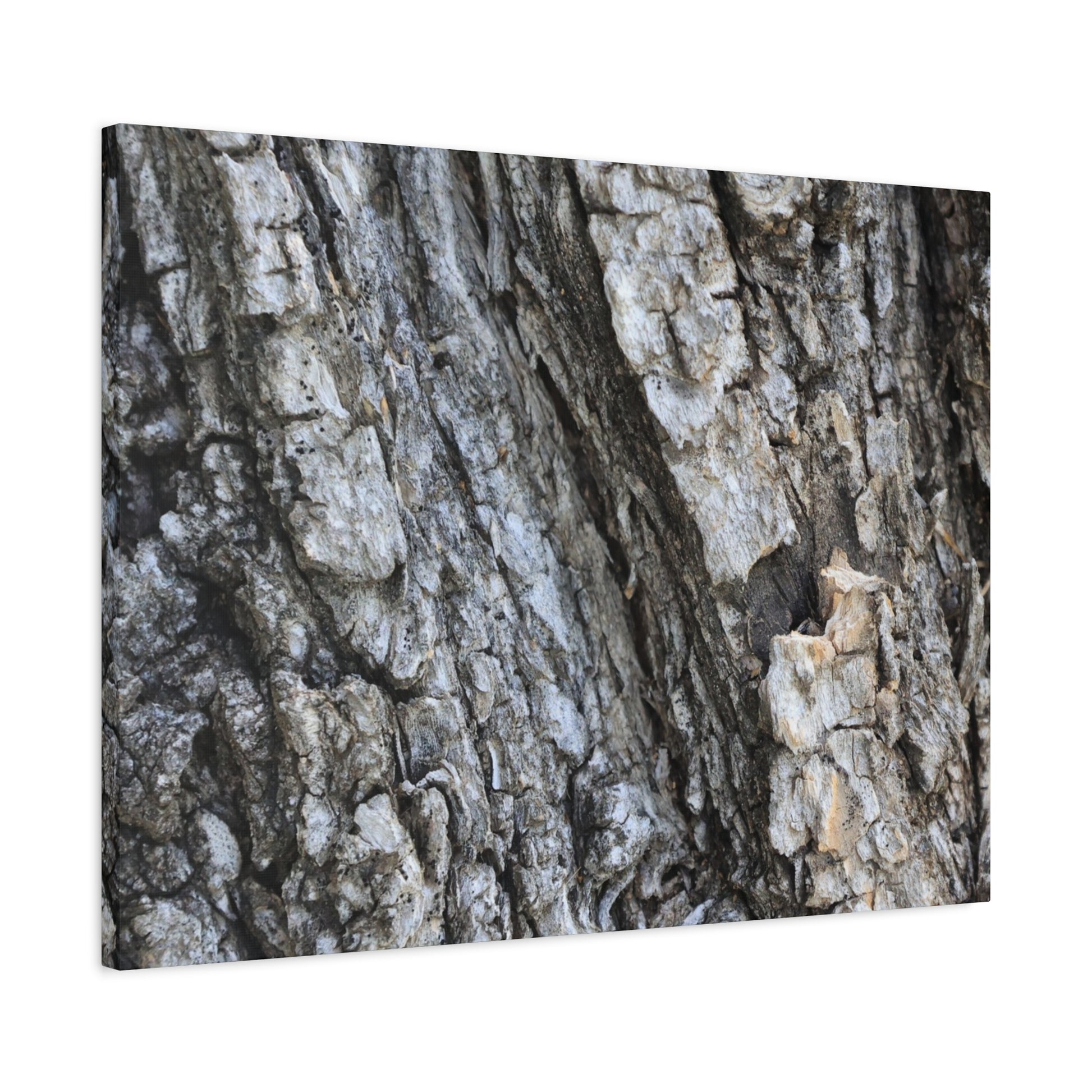 Nature's Rough Embrace - Unique Frameless Canvas Wall Art - Art By Earth