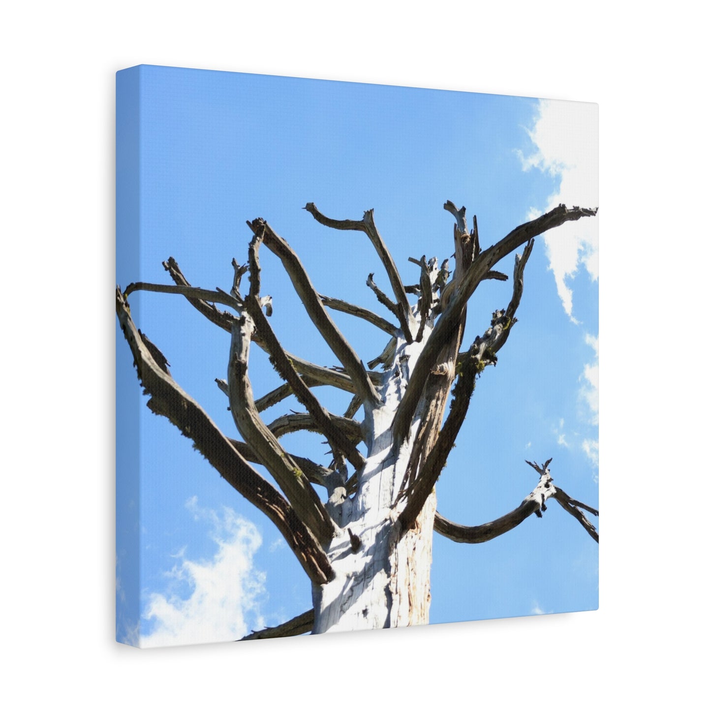 Skeletal Branches Reaching - Unique Frameless Canvas Wall Art - Art By Earth