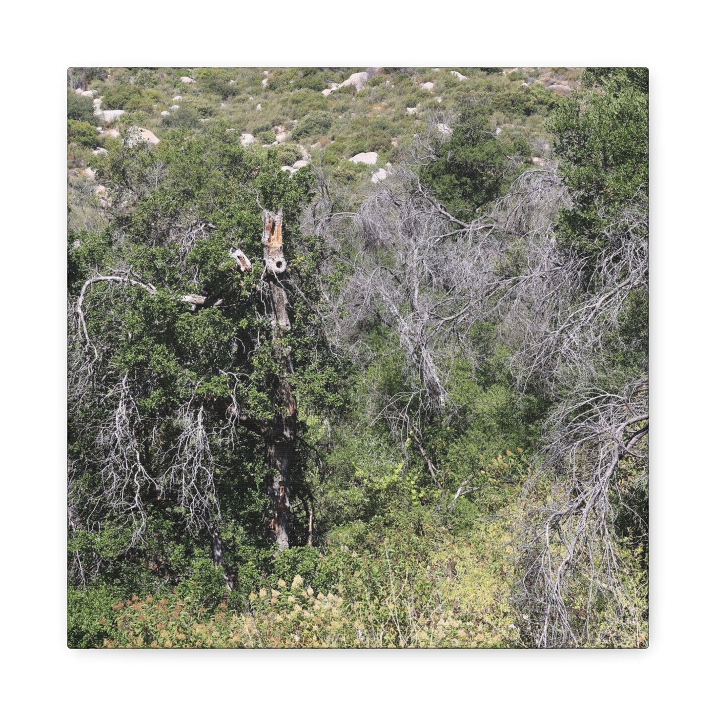 Drought-Stricken Forest - Unique Frameless Canvas Wall Art