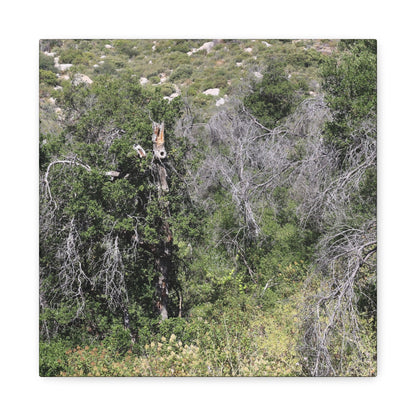 Drought-Stricken Forest - Unique Frameless Canvas Wall Art