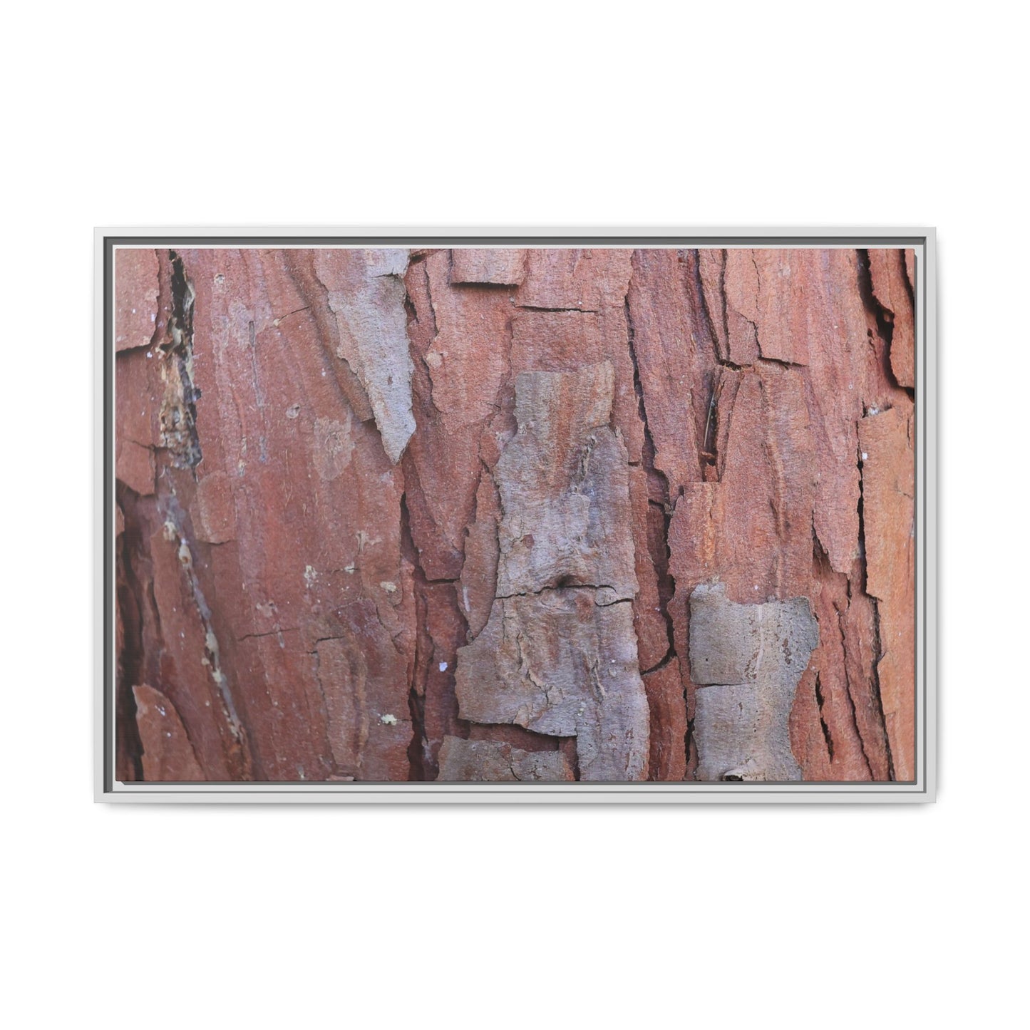 Peeling Bark - Unique Stretched Canvas Wall Art - Art By Earth