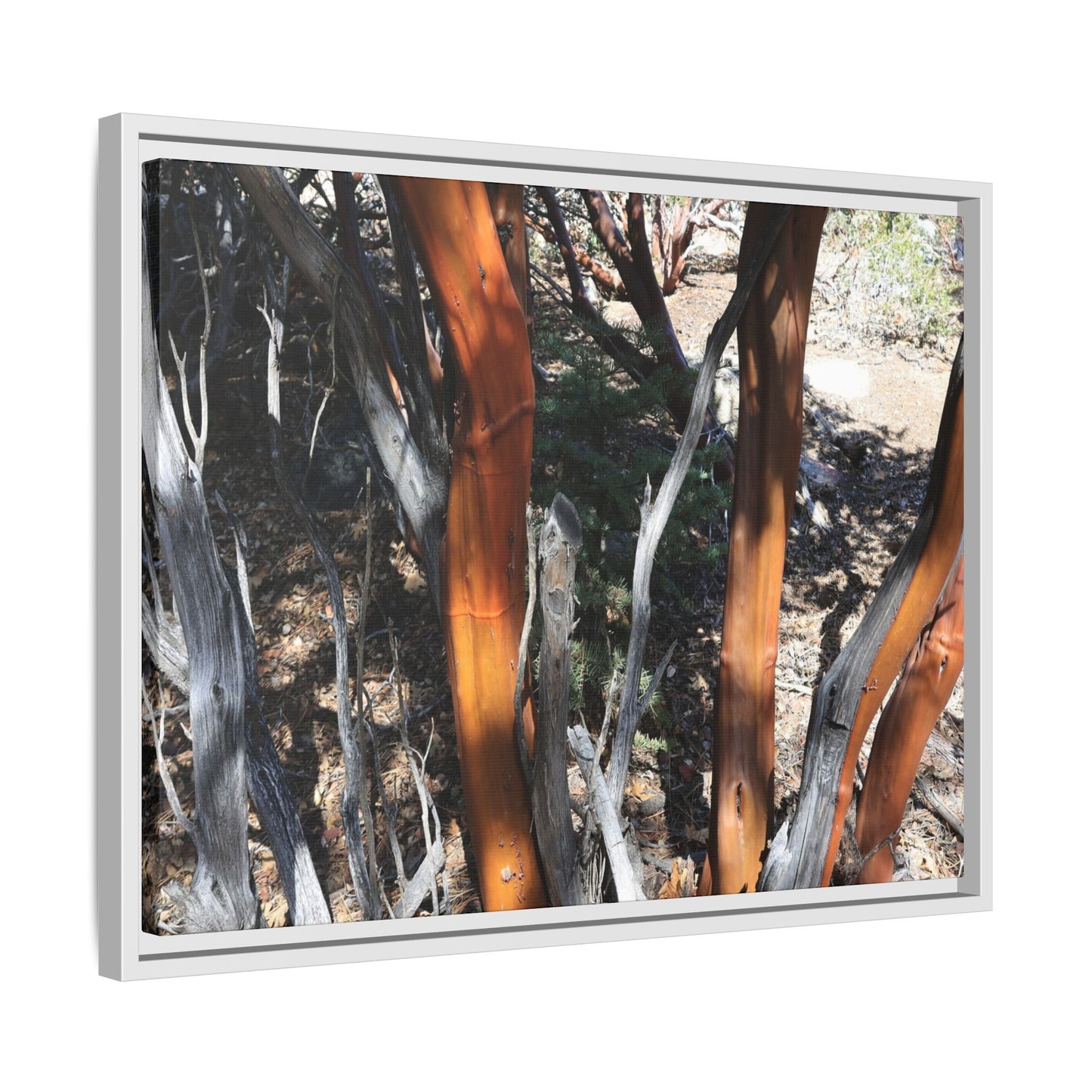 Eucalyptus Grove - Unique Stretched Canvas Wall Art