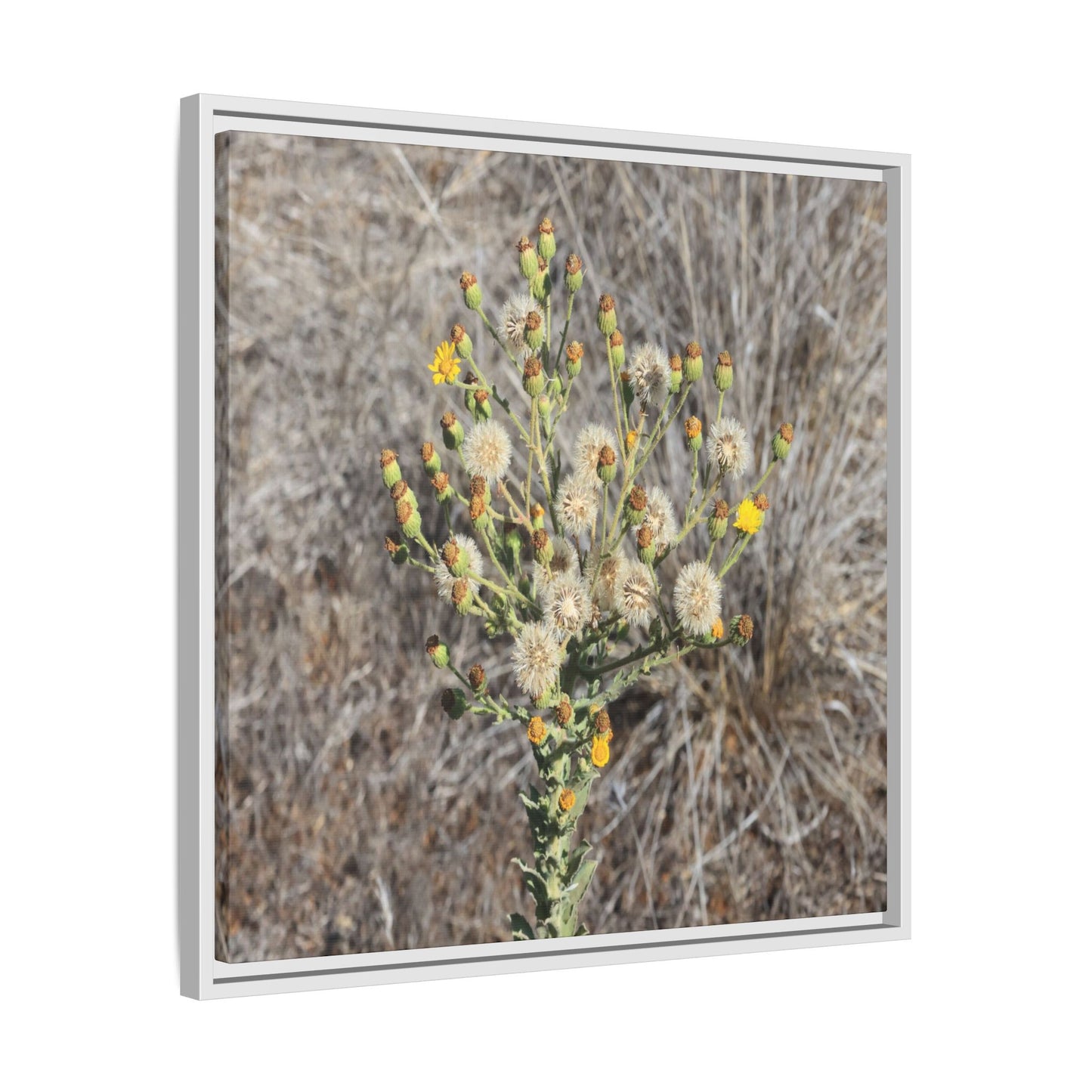 Whispers of the Dry Grass - Unique Stretched Canvas Wall Art - Art By Earth