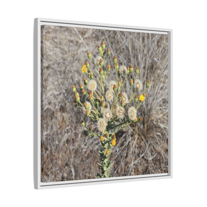 Whispers of the Dry Grass - Unique Stretched Canvas Wall Art - Art By Earth