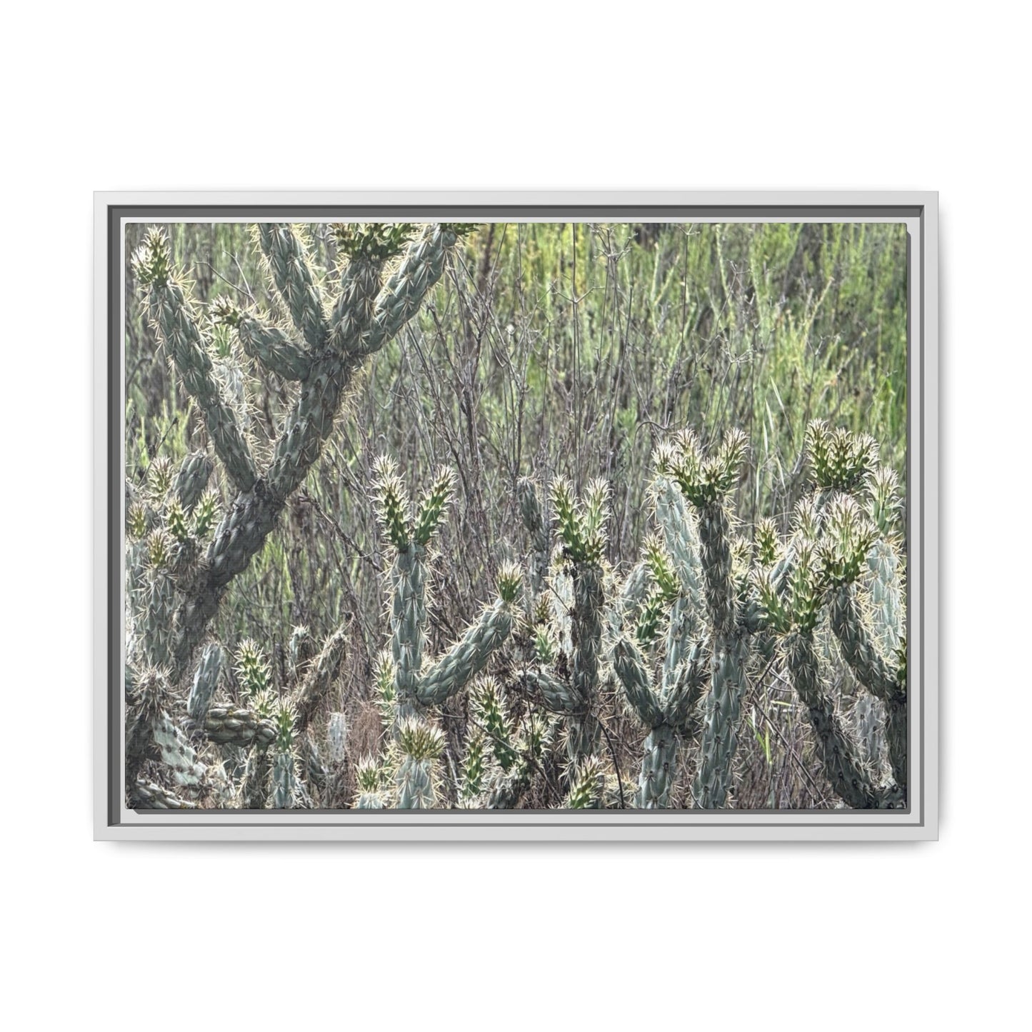 Prickly Paradise - Unique Stretched Canvas Wall Art - Art By Earth