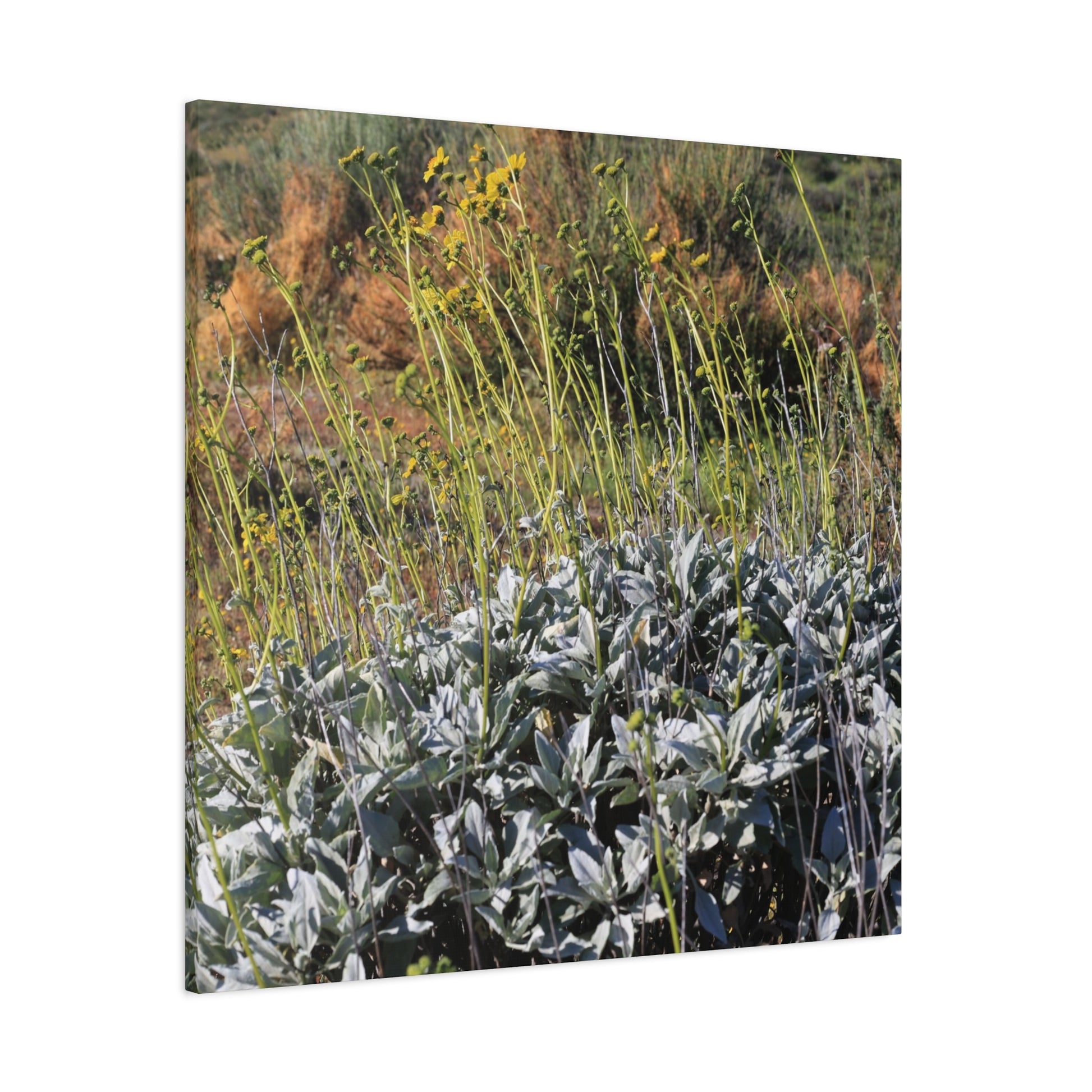 Desert Wildflowers in Bloom - Unique Frameless Canvas Wall Art - Art By Earth