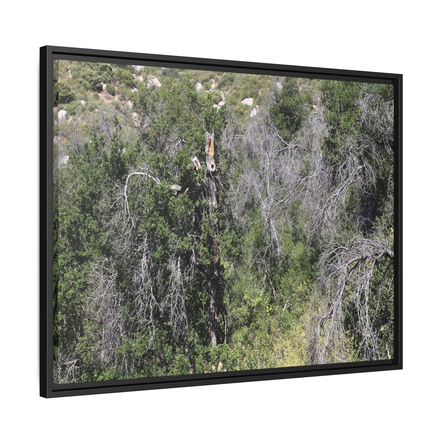 Forest Decline - Unique Stretched Canvas Wall Art