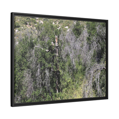 Forest Decline - Unique Stretched Canvas Wall Art