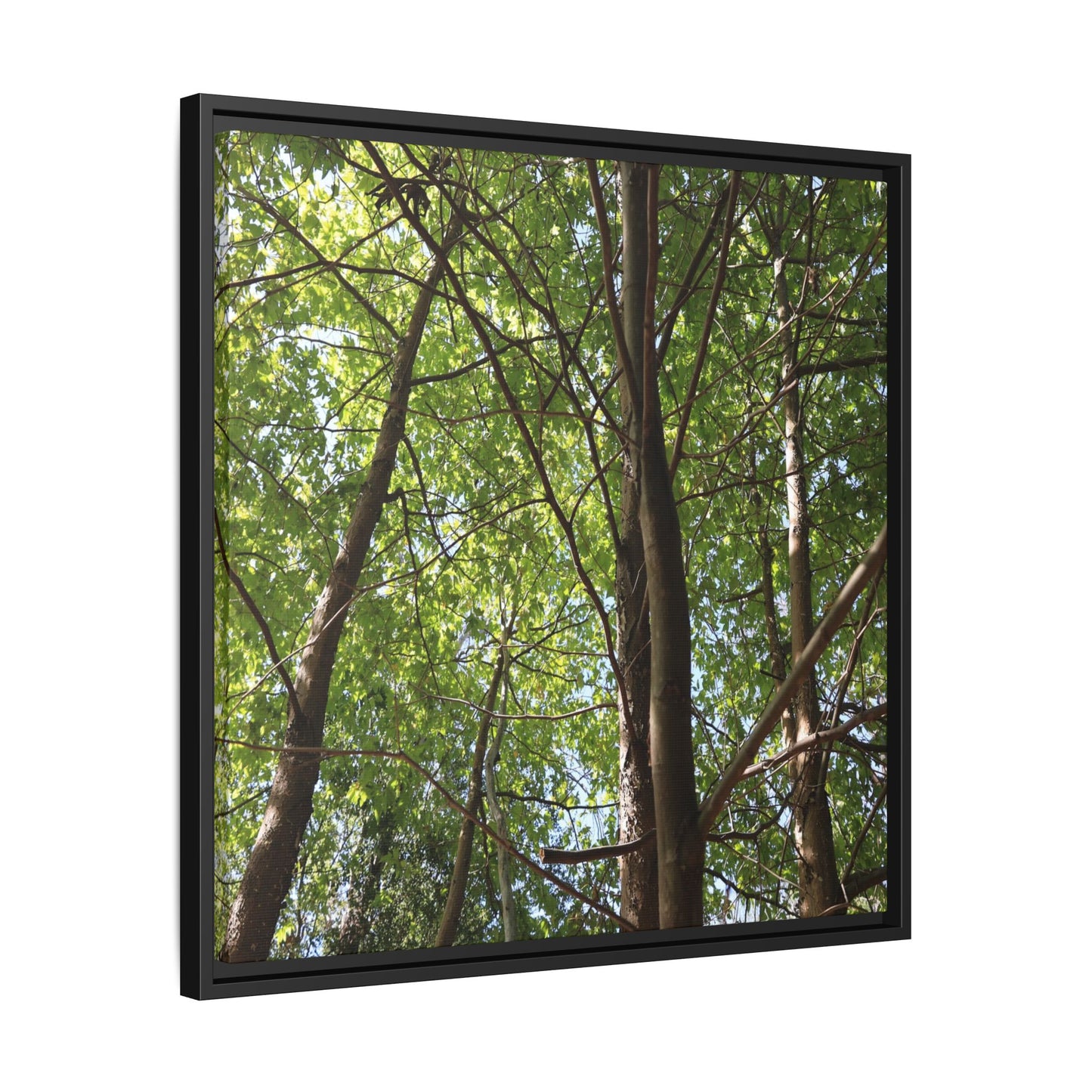 Forest Branches - Unique Stretched Canvas Wall Art