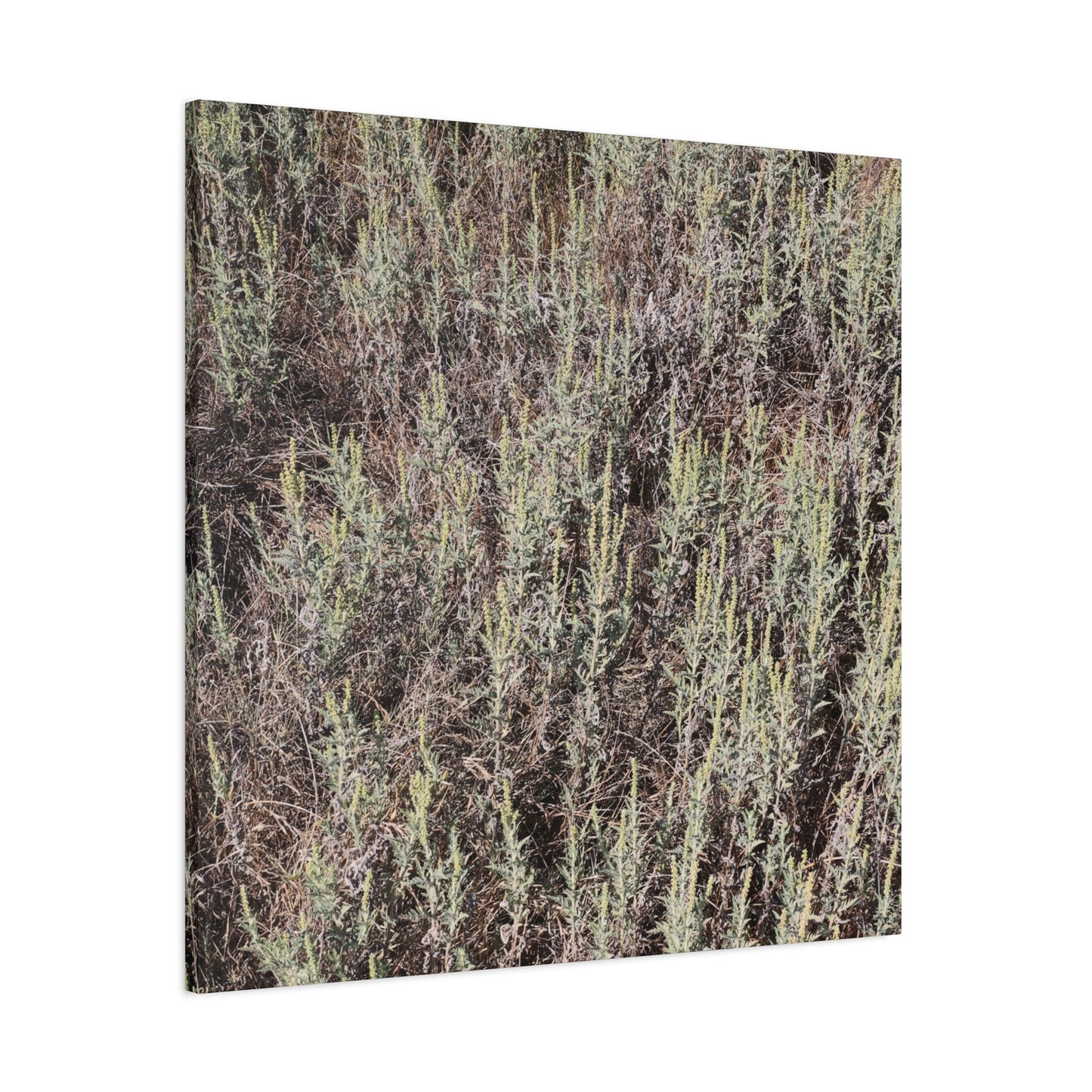 Whispers in the Sage - Unique Stretched Canvas Wall Art - Art By Earth