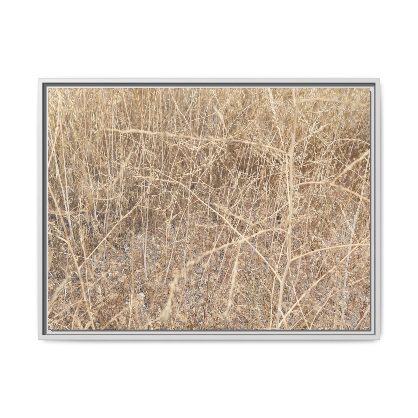 Golden Stalks - Unique Stretched Canvas Wall Art - Art By Earth