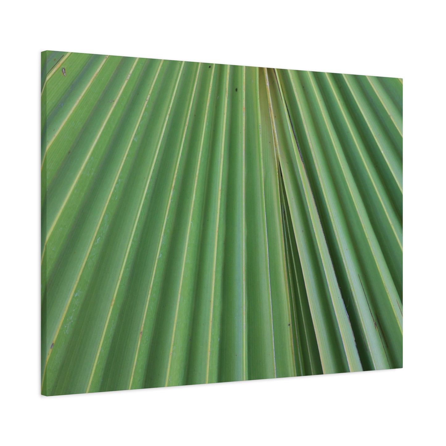 Fan of Green - Unique Frameless Canvas Wall Art - Art By Earth