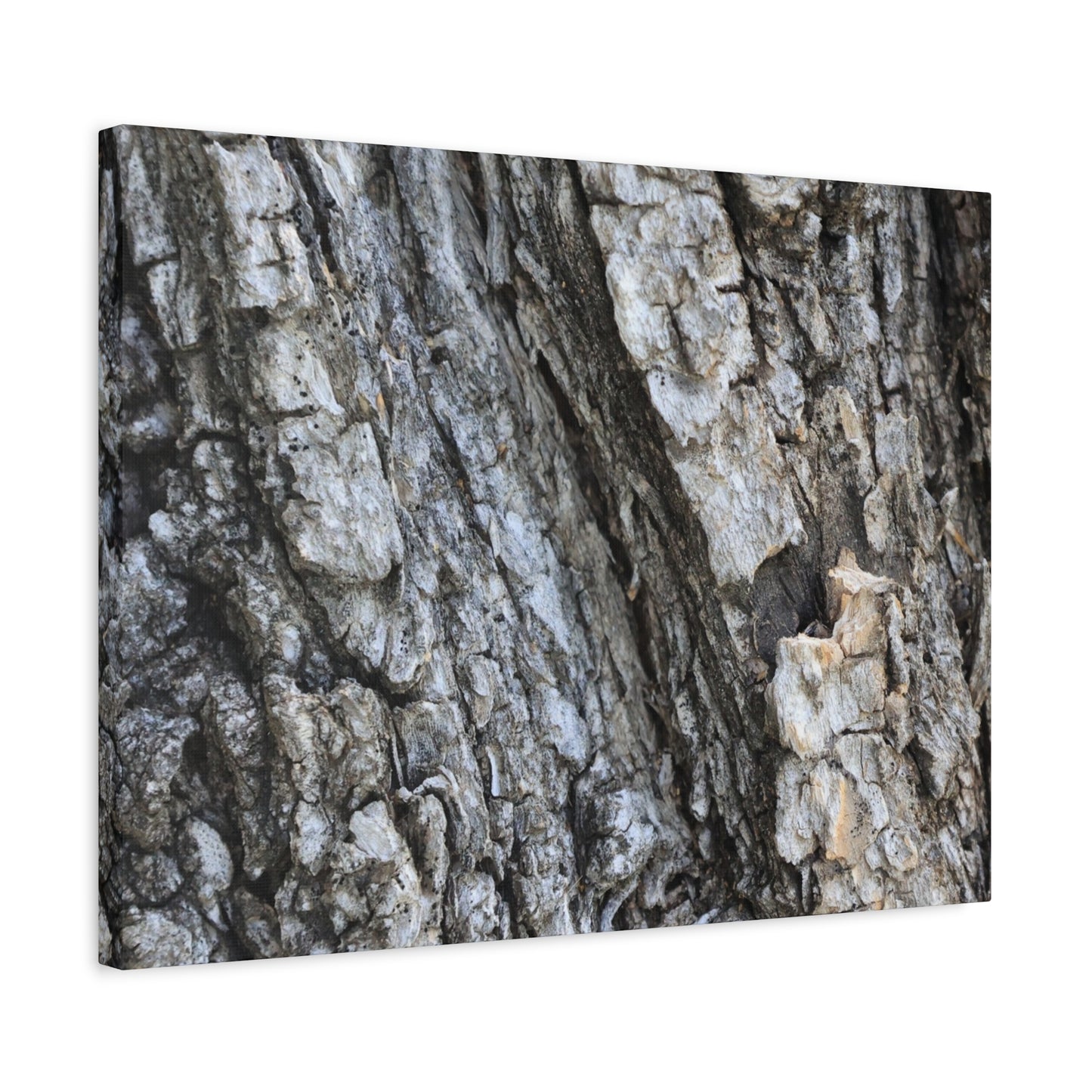 Nature's Rough Embrace - Unique Frameless Canvas Wall Art - Art By Earth