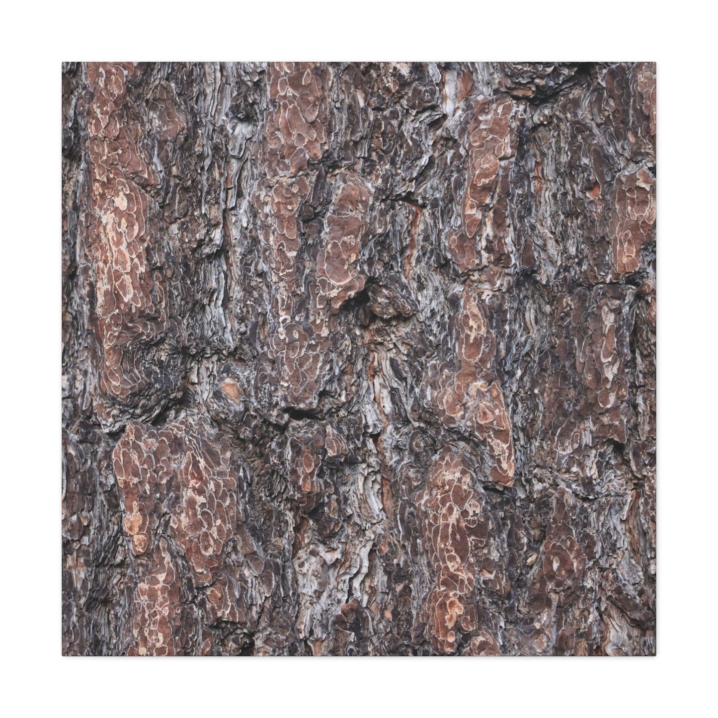 Textured Whispers of an Ancient Tree - Unique Frameless Canvas Wall Art