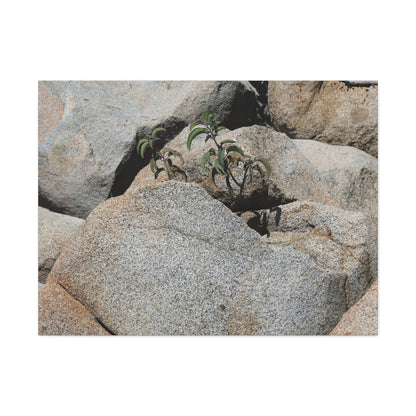 Desert Plant Survives - Unique Frameless Canvas Wall Art