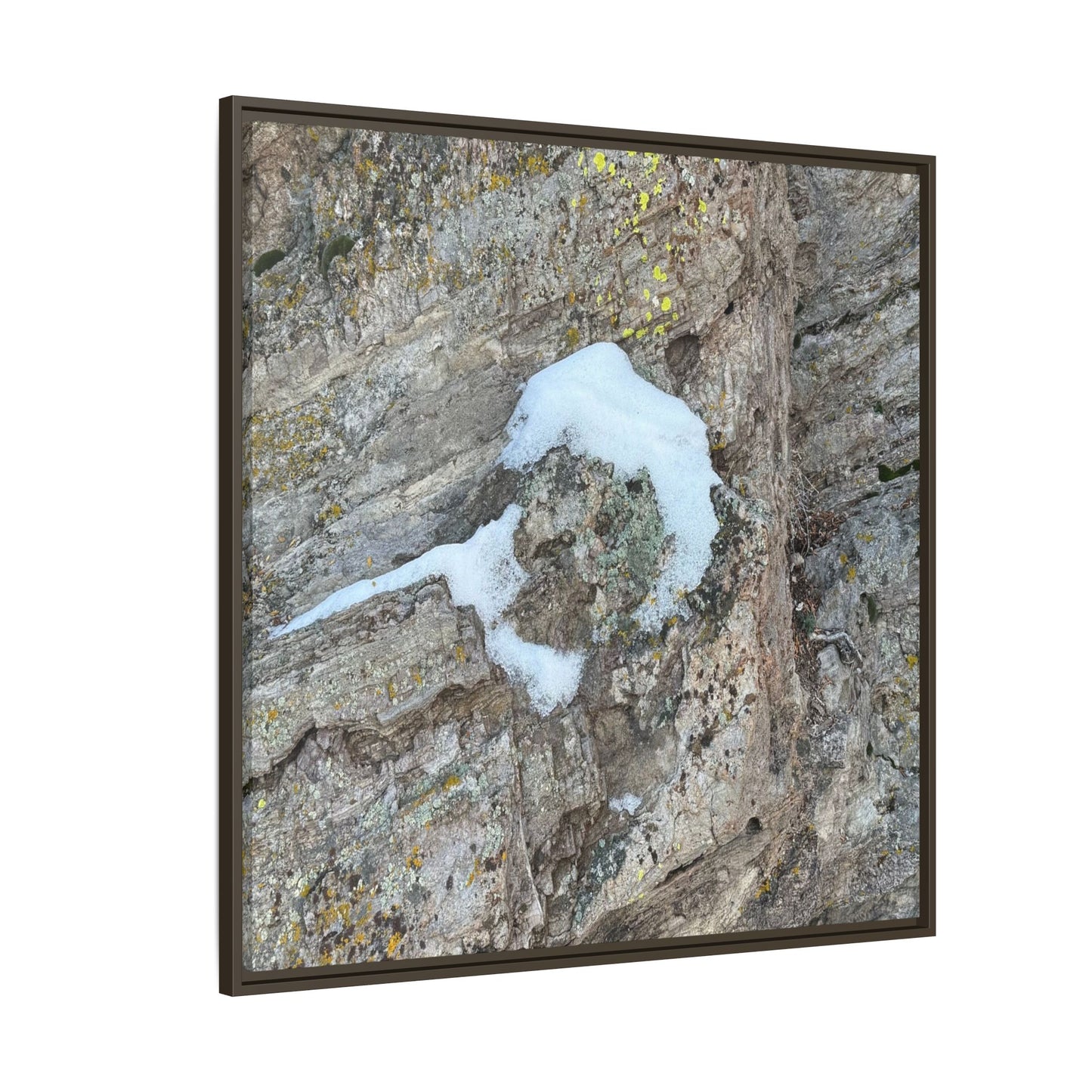 Lichen's Embrace - Unique Stretched Canvas Wall Art