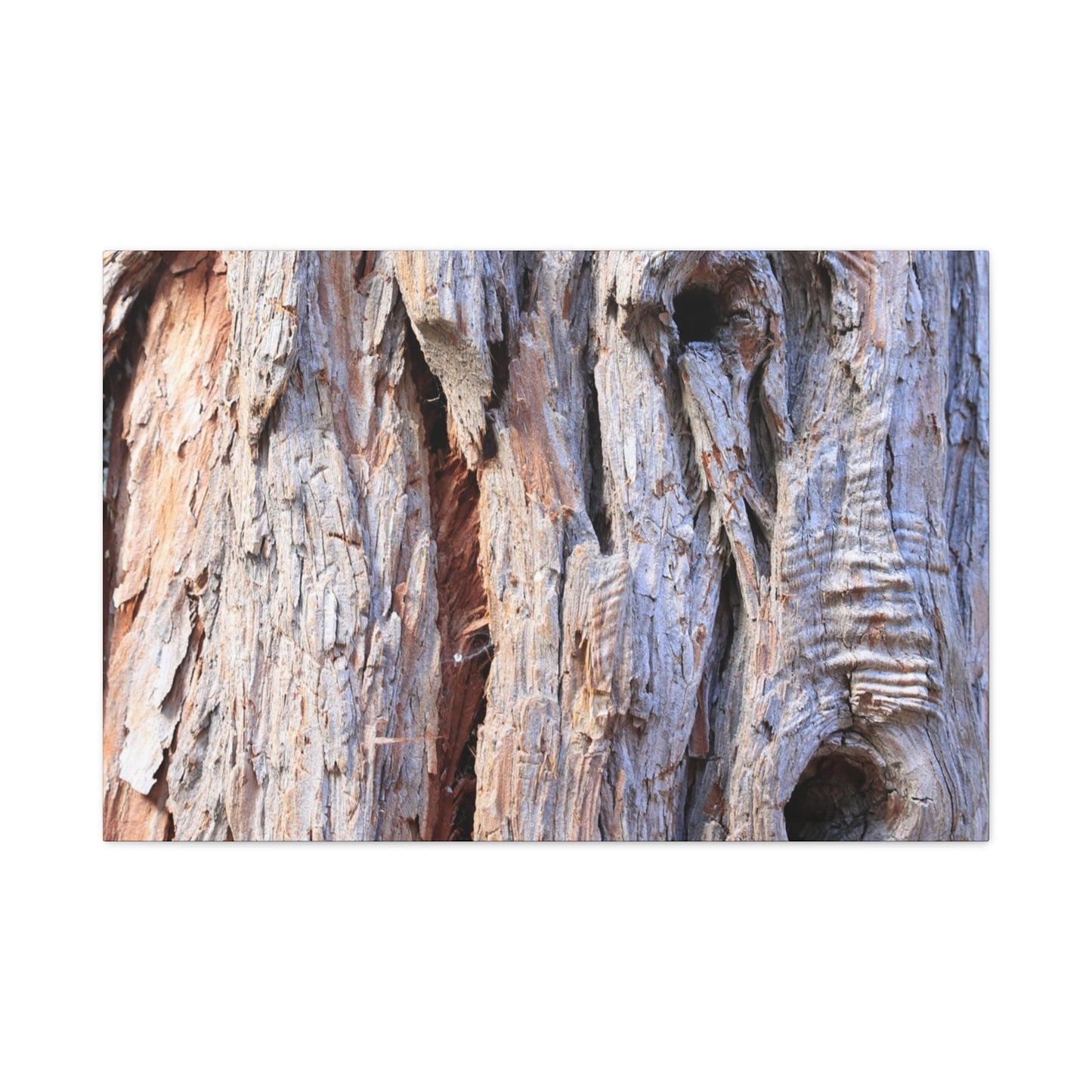 Aged Bark Surface - Unique Frameless Canvas Wall Art - Art By Earth