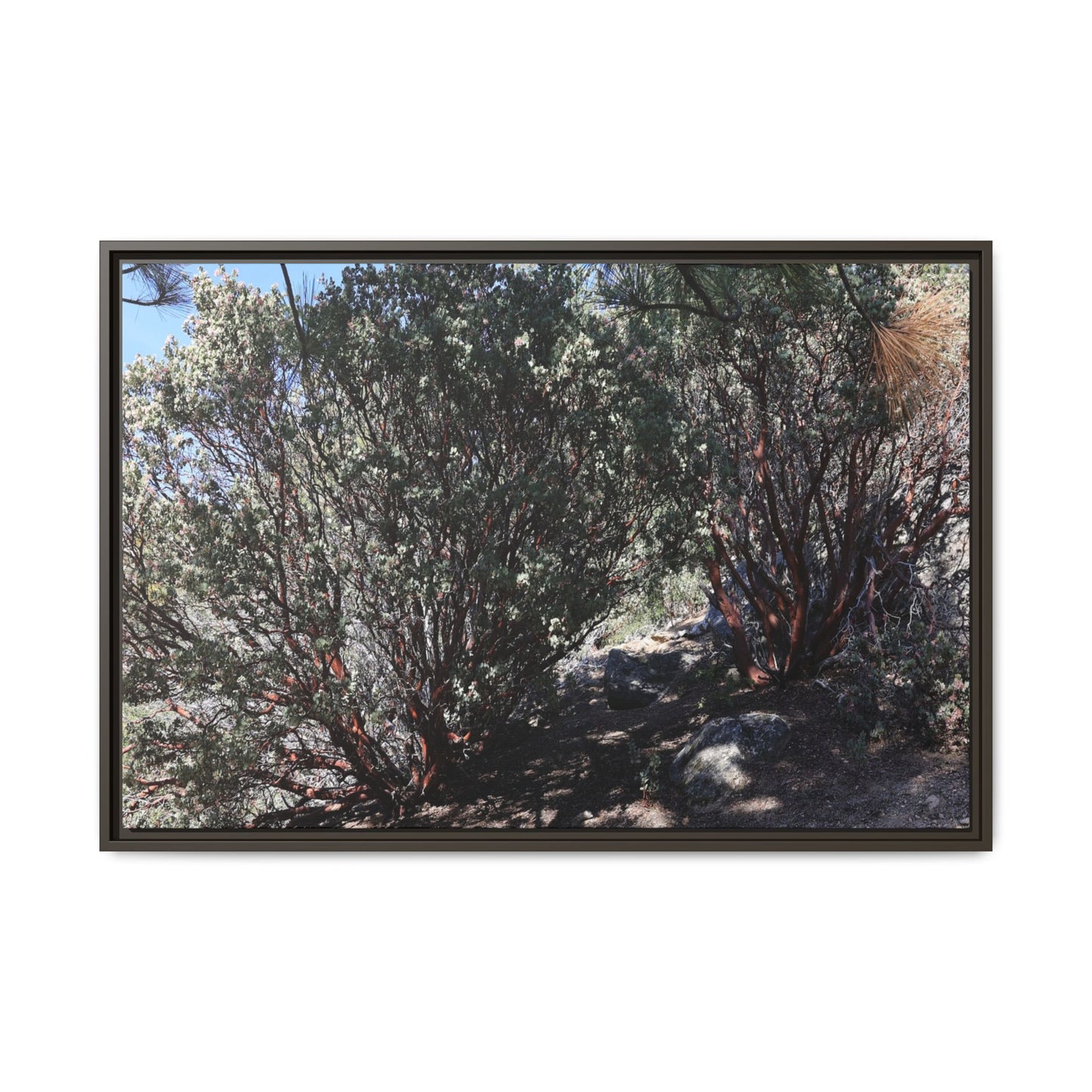 Desert Trail Through Blooming Manzanita - Unique Stretched Canvas Wall Art