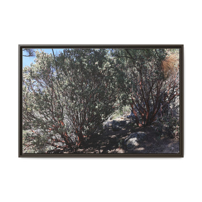 Desert Trail Through Blooming Manzanita - Unique Stretched Canvas Wall Art