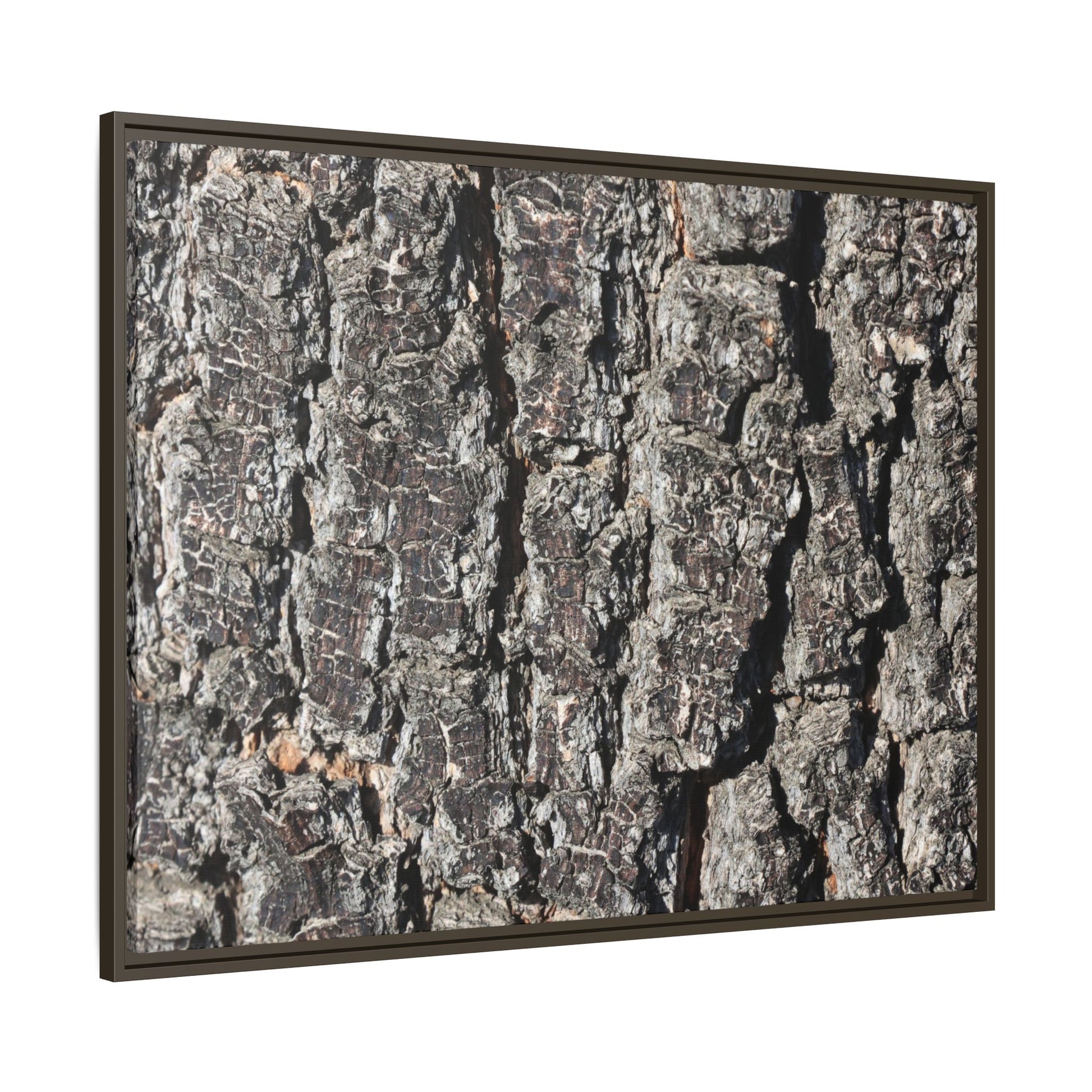 Bark Study in Gray - Unique Stretched Canvas Wall Art - Art By Earth