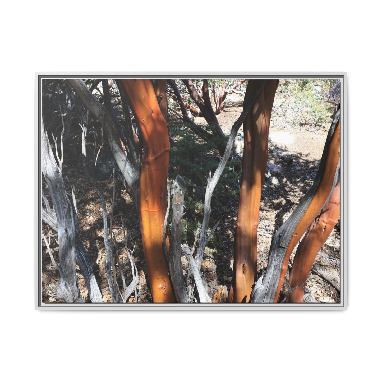 Eucalyptus Grove - Unique Stretched Canvas Wall Art