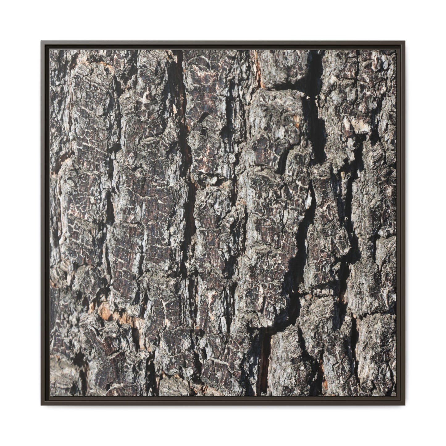 Bark Study in Gray - Unique Stretched Canvas Wall Art - Art By Earth