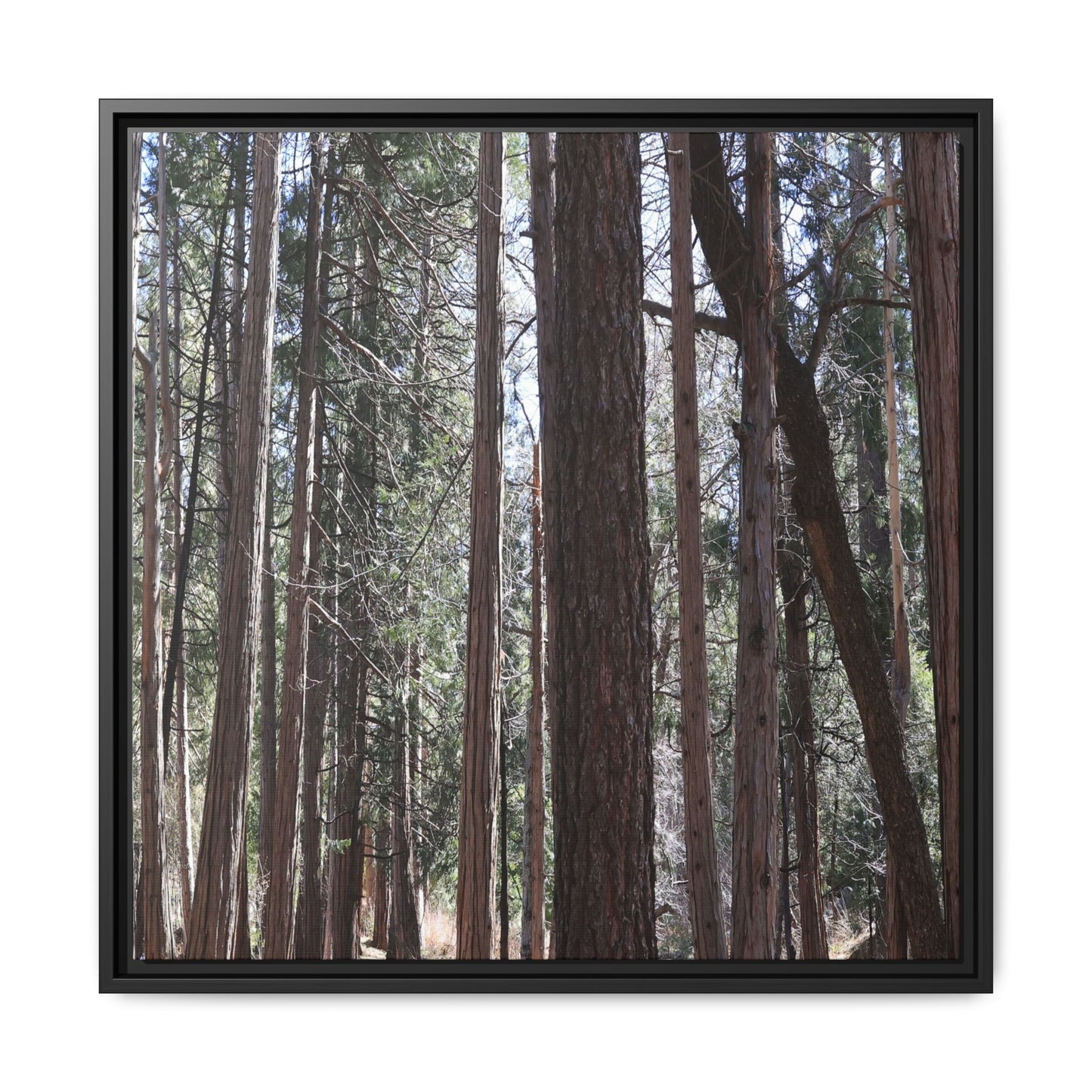 Forest Cathedral - Unique Stretched Canvas Wall Art - Art By Earth