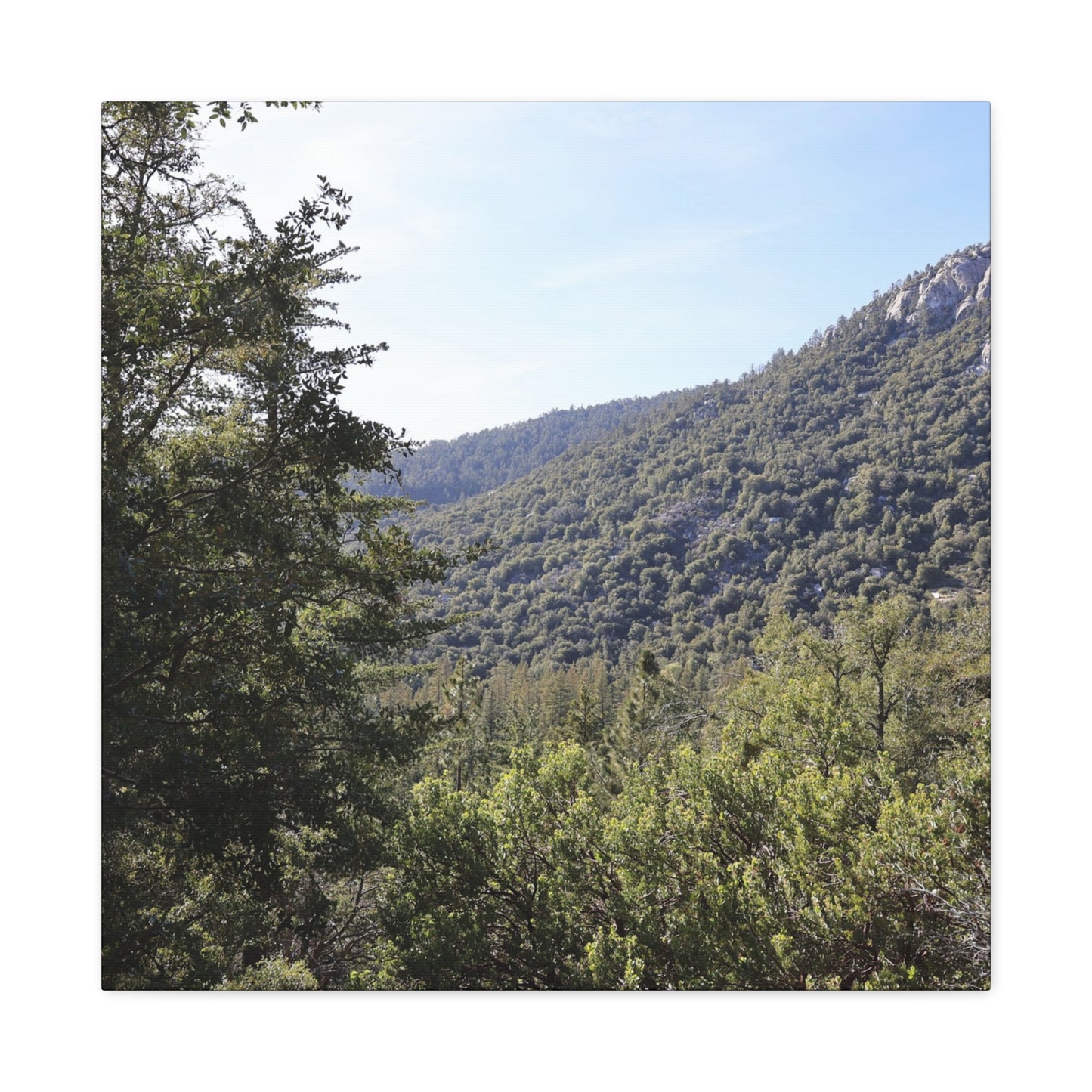 Mountain Vista Through Forest - Unique Frameless Canvas Wall Art