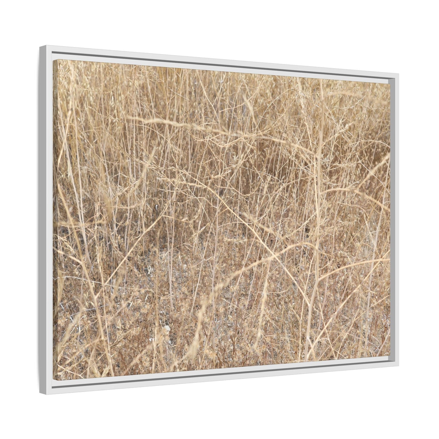 Golden Stalks - Unique Stretched Canvas Wall Art - Art By Earth