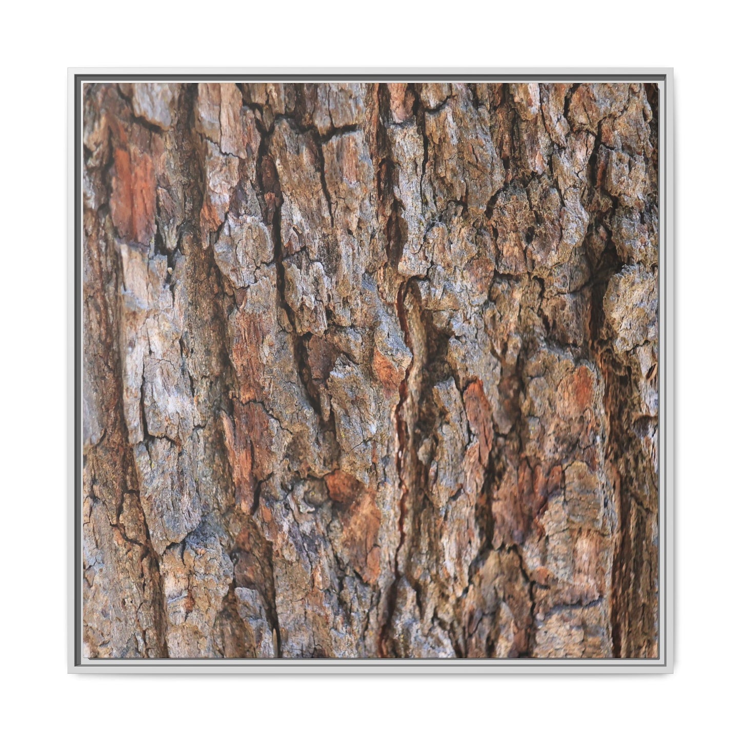 Tree's Timeworn Tale - Unique Stretched Canvas Wall Art - Art By Earth