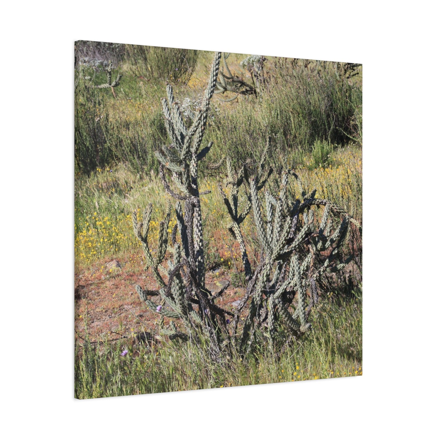 Desert Bloom in Shadow - Unique Frameless Canvas Wall Art - Art By Earth
