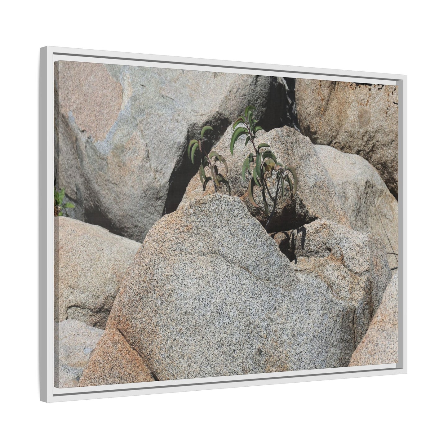 Desert Plant Thriving Among Rocks - Unique Stretched Canvas Wall Art