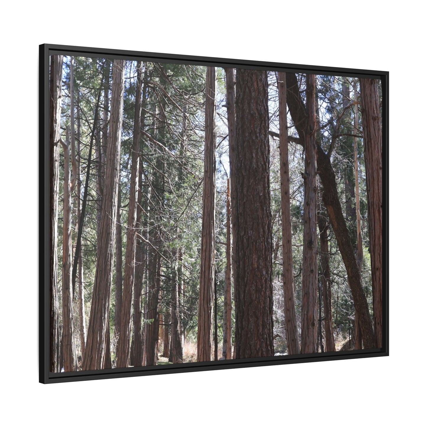 Forest Cathedral - Unique Stretched Canvas Wall Art - Art By Earth