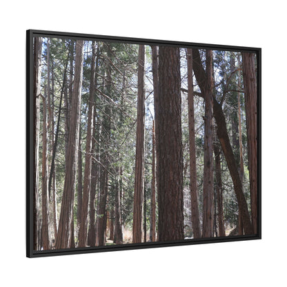 Forest Cathedral - Unique Stretched Canvas Wall Art - Art By Earth