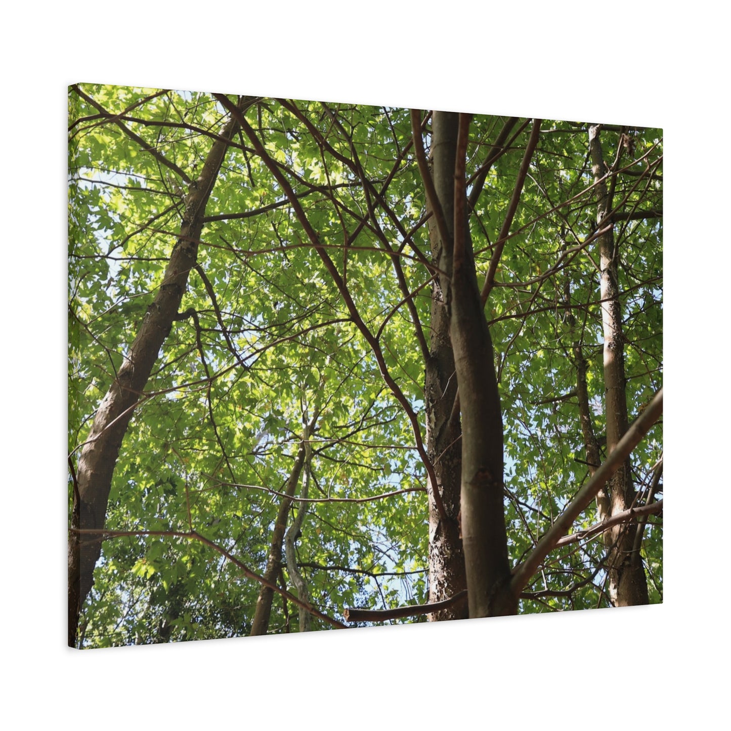 Canopy of Light - Unique Frameless Canvas Wall Art