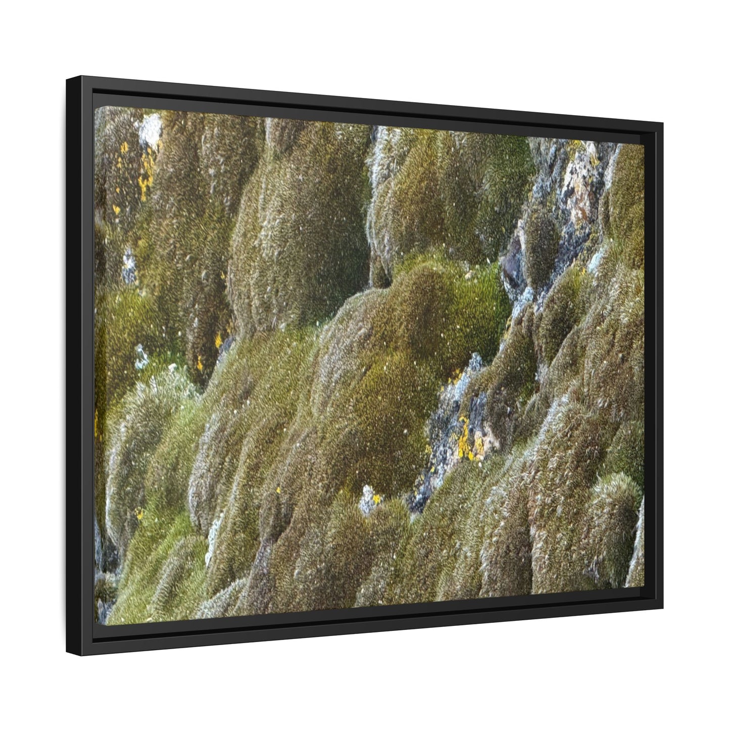 Moss Symphony - Unique Stretched Canvas Wall Art