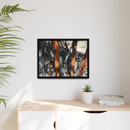 Eucalyptus Grove - Unique Stretched Canvas Wall Art