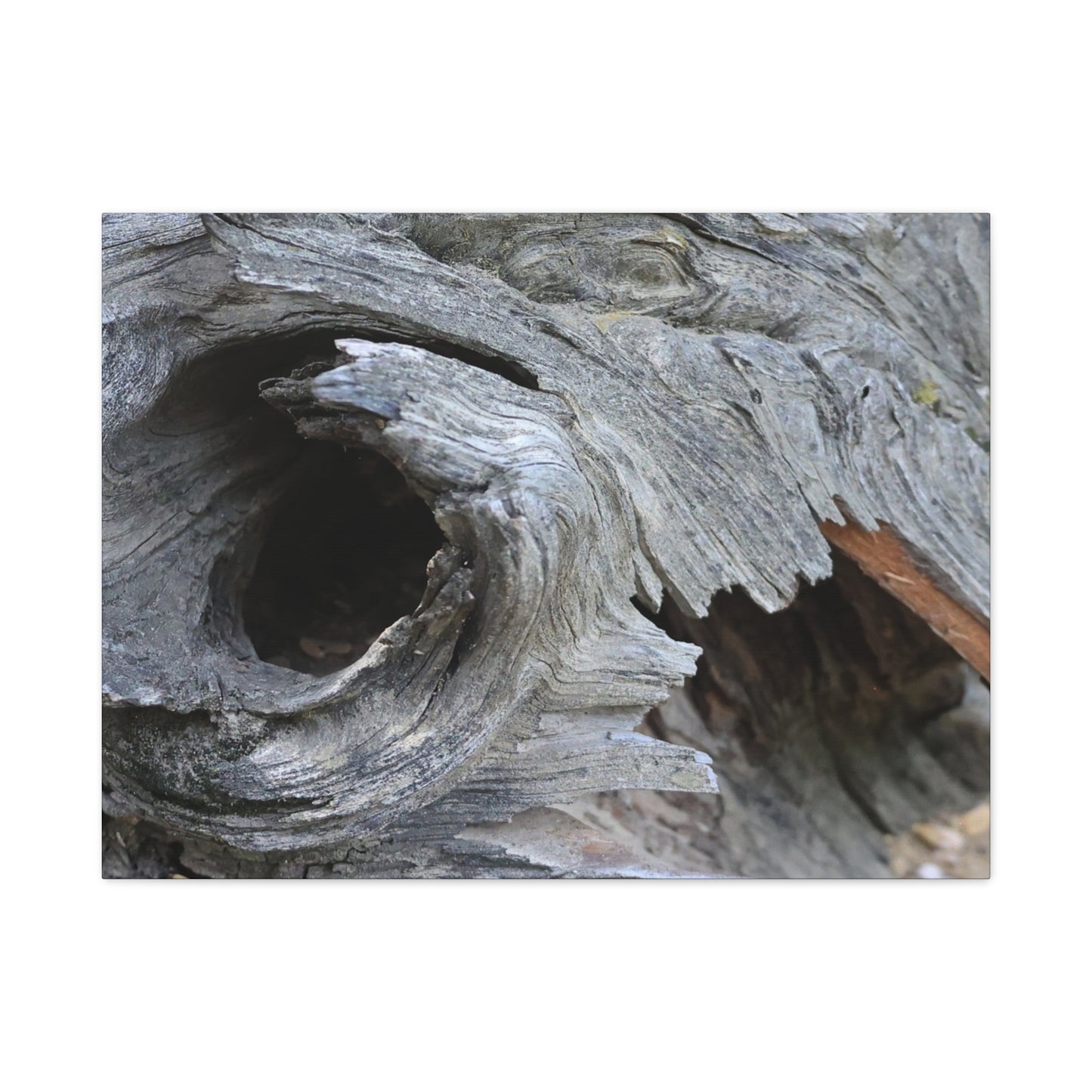 Twisted Whispers of the Forest Floor - Unique Frameless Canvas Wall Art - Art By Earth