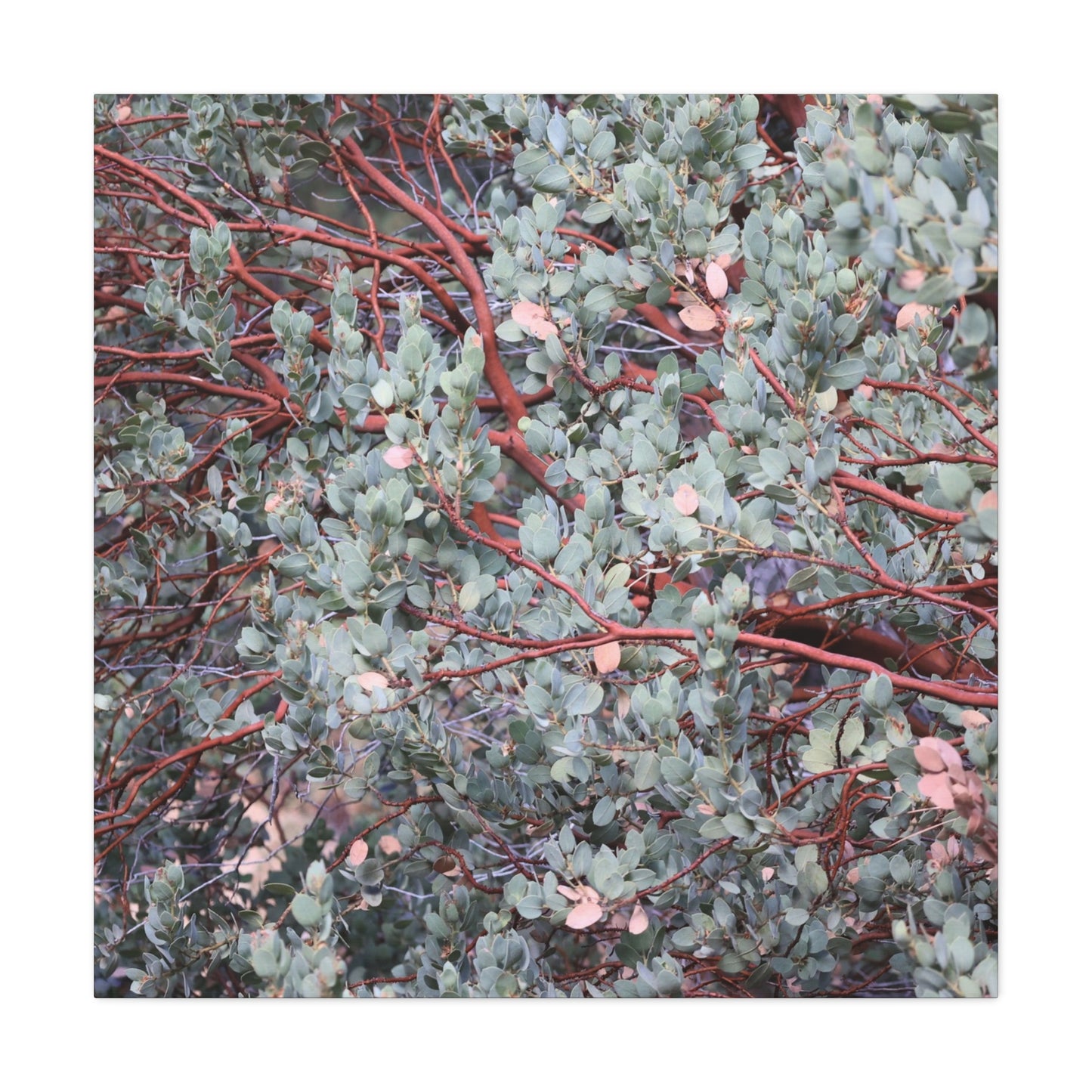 Whispers of Silver and Rust - Unique Frameless Canvas Wall Art - Art By Earth