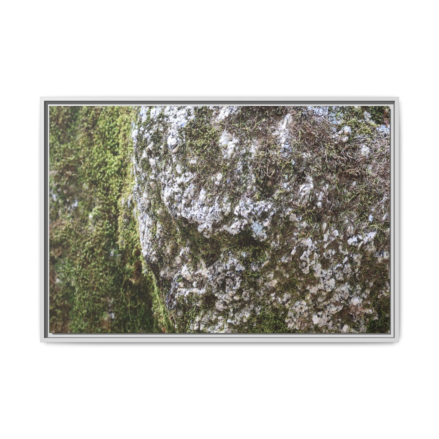 Lichen Landscape - Unique Stretched Canvas Wall Art - Art By Earth