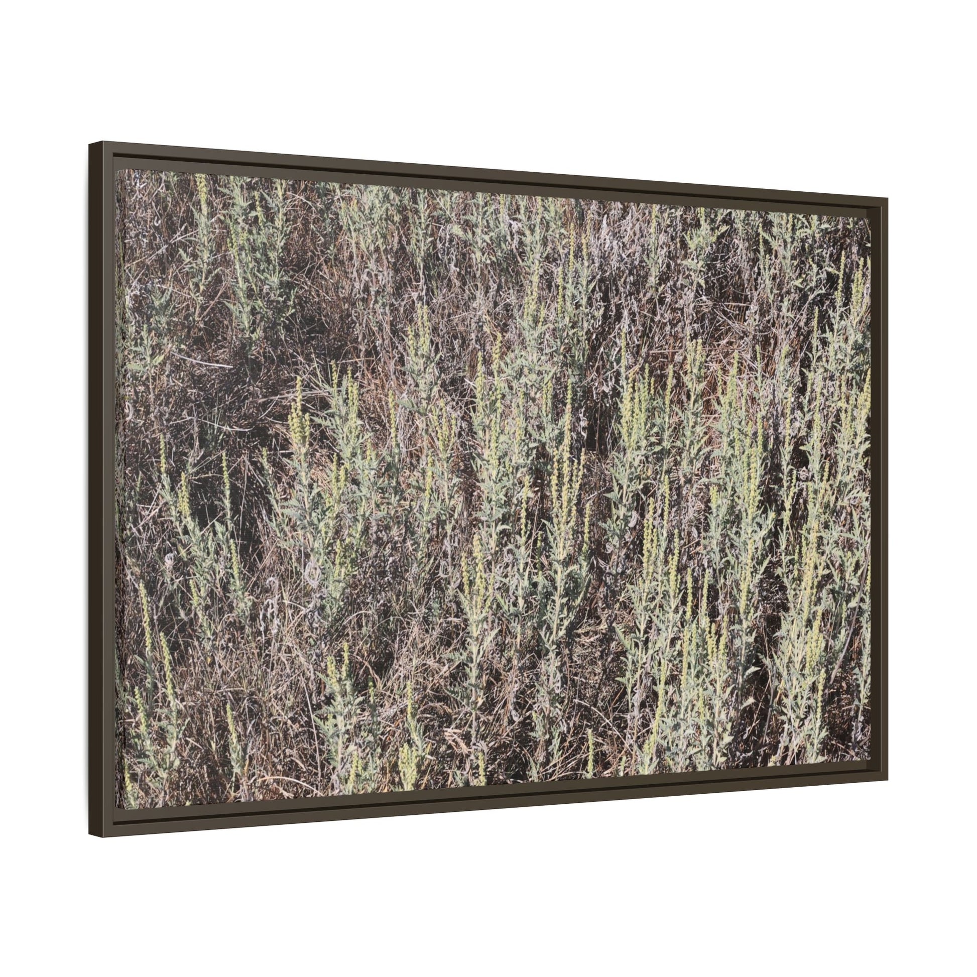 Sage Fields Forever - Unique Stretched Canvas Wall Art - Art By Earth