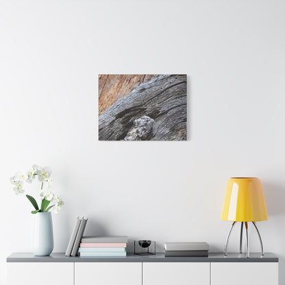 Tree Bark Texture - Unique Frameless Canvas Wall Art - Art By Earth