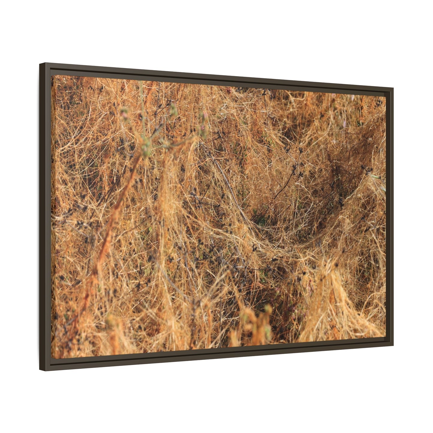 Dried Vegetation Study - Unique Stretched Canvas Wall Art - Art By Earth
