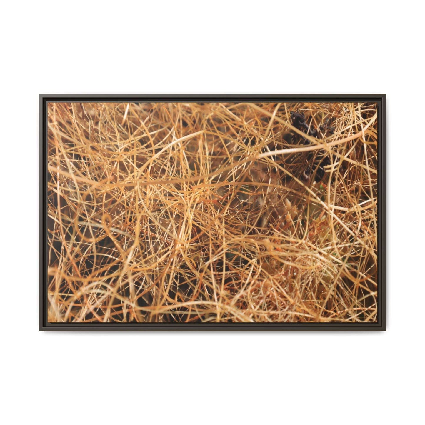 Dried Grass - Unique Stretched Canvas Wall Art - Art By Earth